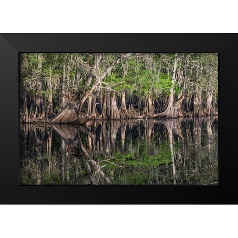 Early spring view of cypress trees reflecting on blackwater area of St Johns River-central Florida Black Modern Wood Framed Art Print by Jones, Adam