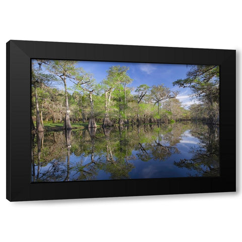 Early spring view of cypress trees reflecting on blackwater area of St Johns River-central Florida Black Modern Wood Framed Art Print with Double Matting by Jones, Adam