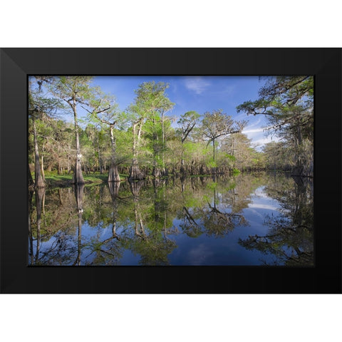 Early spring view of cypress trees reflecting on blackwater area of St Johns River-central Florida Black Modern Wood Framed Art Print by Jones, Adam