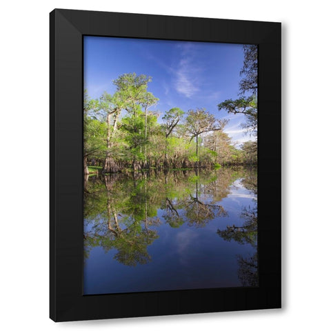 Early spring view of cypress trees reflecting on blackwater area of St Johns River-central Florida Black Modern Wood Framed Art Print with Double Matting by Jones, Adam