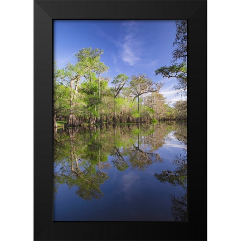 Early spring view of cypress trees reflecting on blackwater area of St Johns River-central Florida Black Modern Wood Framed Art Print by Jones, Adam