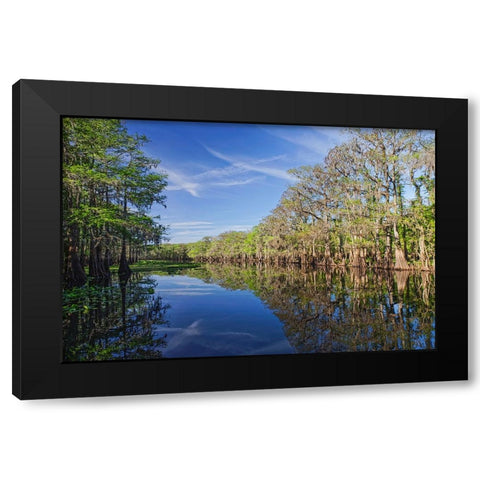 Early spring view of cypress trees reflecting on blackwater area of St Johns River-central Florida Black Modern Wood Framed Art Print with Double Matting by Jones, Adam