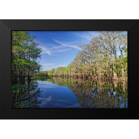Early spring view of cypress trees reflecting on blackwater area of St Johns River-central Florida Black Modern Wood Framed Art Print by Jones, Adam