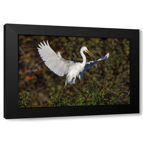Great egret landing at nest site Venice rookery-Venice-Florida Black Modern Wood Framed Art Print by Jones, Adam