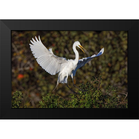 Great egret landing at nest site Venice rookery-Venice-Florida Black Modern Wood Framed Art Print by Jones, Adam