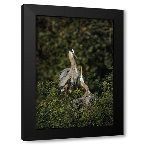 Blue Heron nest-Venice-Florida Black Modern Wood Framed Art Print by Jones, Adam