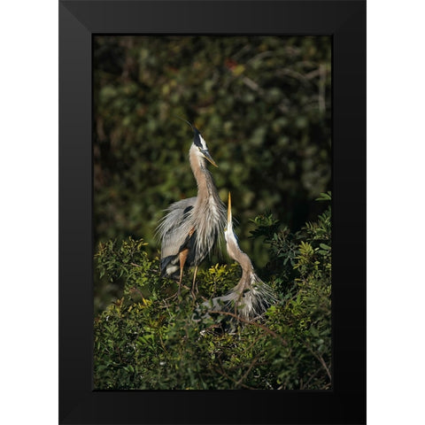 Blue Heron nest-Venice-Florida Black Modern Wood Framed Art Print by Jones, Adam