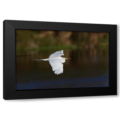 Great egret flying Venice rookery-Venice-Florida Black Modern Wood Framed Art Print with Double Matting by Jones, Adam