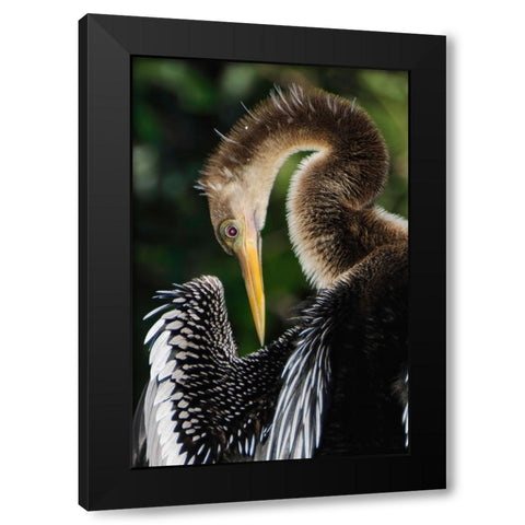 Anhinga preening Florida Black Modern Wood Framed Art Print by Jones, Adam