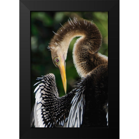 Anhinga preening Florida Black Modern Wood Framed Art Print by Jones, Adam