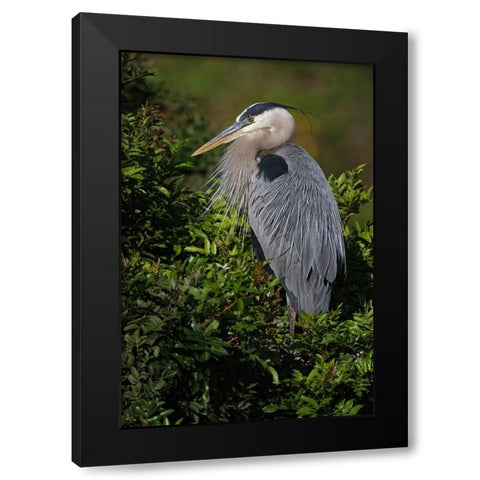 Great blue heron-Venice rookery-Venice-Florida Black Modern Wood Framed Art Print with Double Matting by Jones, Adam