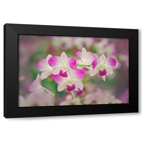 Hybrid Orchids Selby Gardens-Sarasota-Florida Black Modern Wood Framed Art Print by Jones, Adam