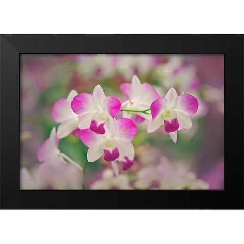Hybrid Orchids Selby Gardens-Sarasota-Florida Black Modern Wood Framed Art Print by Jones, Adam