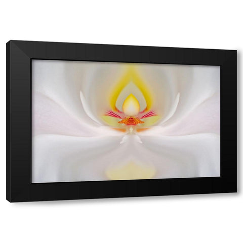 Abstract Hybrid Orchid Selby Gardens-Sarasota-Florida Black Modern Wood Framed Art Print with Double Matting by Jones, Adam