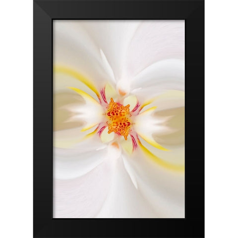 Hybrid Orchid Selby Gardens-Sarasota-Florida Black Modern Wood Framed Art Print by Jones, Adam