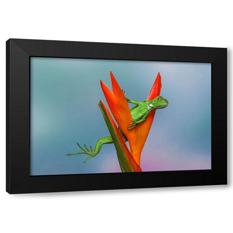 Juvenile Iguana lounging in red bromeliad-Florida Black Modern Wood Framed Art Print with Double Matting by Jones, Adam