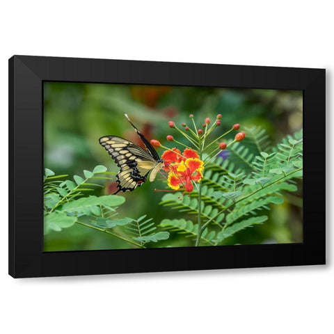 Eastern tiger swallowtail-Florida Black Modern Wood Framed Art Print with Double Matting by Jones, Adam