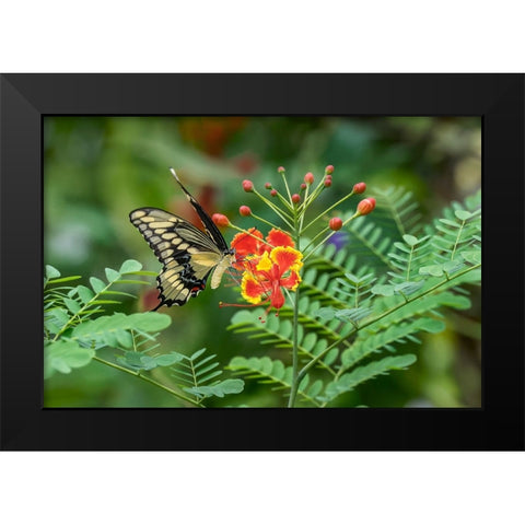 Eastern tiger swallowtail-Florida Black Modern Wood Framed Art Print by Jones, Adam