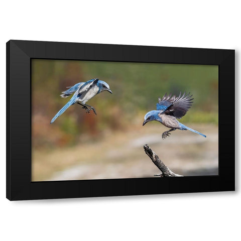 Florida scrub jay-Merritt Island National Wildlife Refuge-Florida Black Modern Wood Framed Art Print by Jones, Adam
