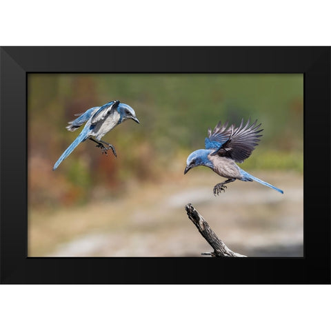 Florida scrub jay-Merritt Island National Wildlife Refuge-Florida Black Modern Wood Framed Art Print by Jones, Adam