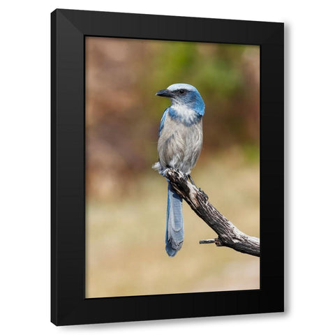 Florida scrub jay-Merritt Island National Wildlife Refuge-Florida Black Modern Wood Framed Art Print by Jones, Adam