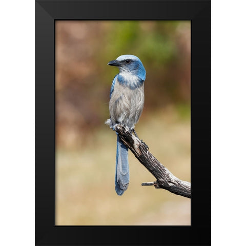 Florida scrub jay-Merritt Island National Wildlife Refuge-Florida Black Modern Wood Framed Art Print by Jones, Adam