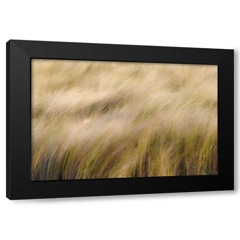 Abstract view of grasses blowing in the wind-Merritt Island National Wildlife Refuge-Florida Black Modern Wood Framed Art Print with Double Matting by Jones, Adam