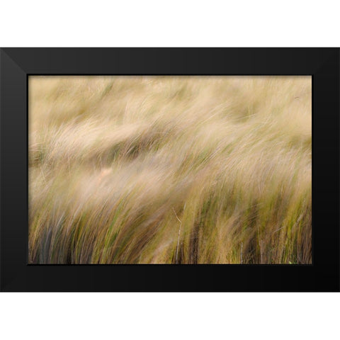 Abstract view of grasses blowing in the wind-Merritt Island National Wildlife Refuge-Florida Black Modern Wood Framed Art Print by Jones, Adam