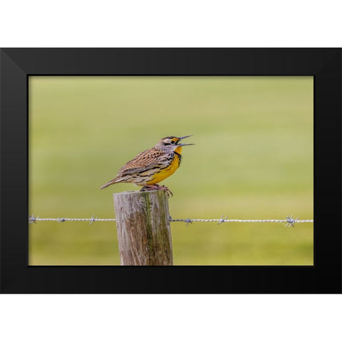Eastern meadowlark on fence post-Florida Black Modern Wood Framed Art Print by Jones, Adam