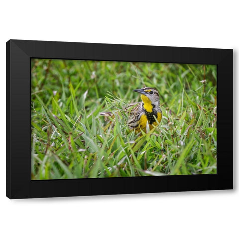 Eastern meadowlark on the ground in grass-Florida Black Modern Wood Framed Art Print by Jones, Adam