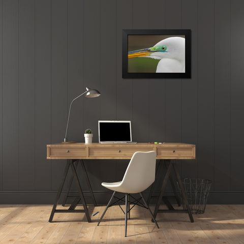Male Great egret in breeding plumage-Merritt Island National Wildlife Refuge-Florida Black Modern Wood Framed Art Print by Jones, Adam