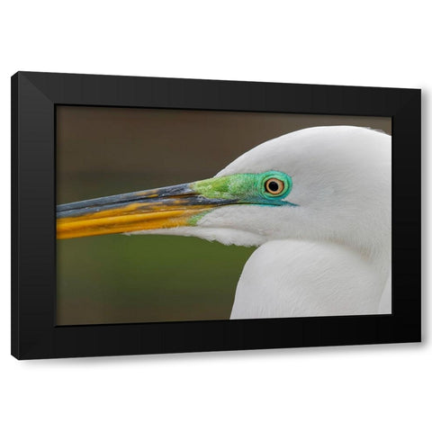 Male Great egret in breeding plumage-Merritt Island National Wildlife Refuge-Florida Black Modern Wood Framed Art Print by Jones, Adam