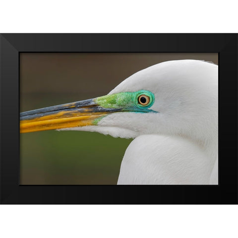 Male Great egret in breeding plumage-Merritt Island National Wildlife Refuge-Florida Black Modern Wood Framed Art Print by Jones, Adam