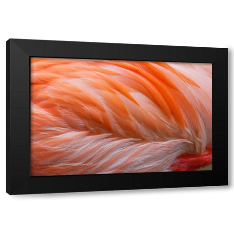 Pink feather pattern on back of flamingo-Florida Black Modern Wood Framed Art Print by Jones, Adam