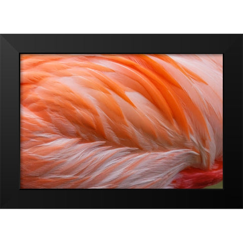 Pink feather pattern on back of flamingo-Florida Black Modern Wood Framed Art Print by Jones, Adam