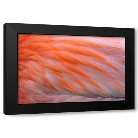 Pink feather pattern on back of flamingo-Florida Black Modern Wood Framed Art Print with Double Matting by Jones, Adam