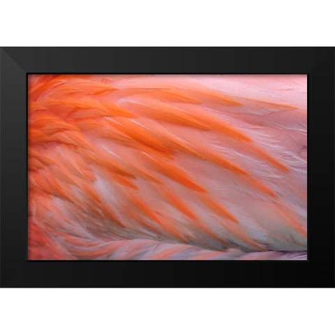 Pink feather pattern on back of flamingo-Florida Black Modern Wood Framed Art Print by Jones, Adam