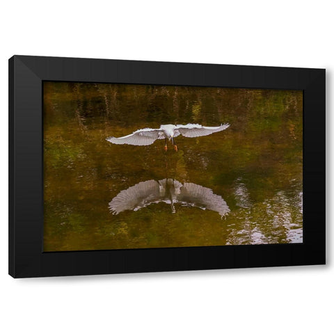 Snowy egret flying-Merritt Island National Wildlife Refuge-Florida Black Modern Wood Framed Art Print by Jones, Adam