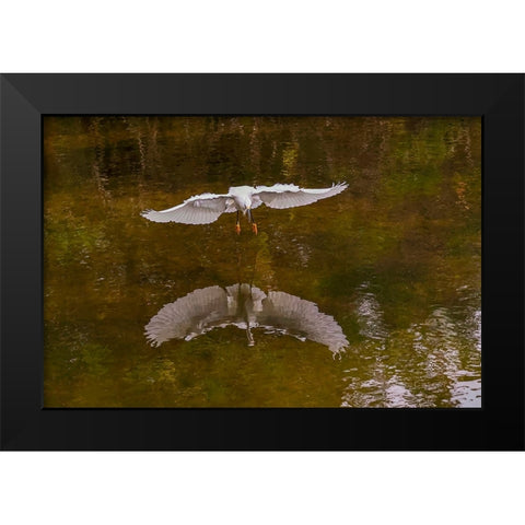 Snowy egret flying-Merritt Island National Wildlife Refuge-Florida Black Modern Wood Framed Art Print by Jones, Adam