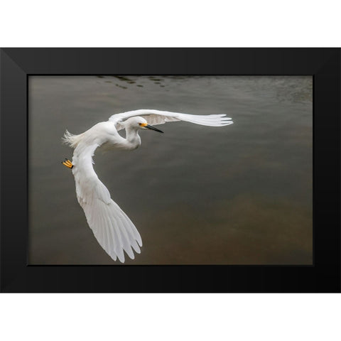 Snowy egret flying-Merritt Island National Wildlife Refuge-Florida Black Modern Wood Framed Art Print by Jones, Adam