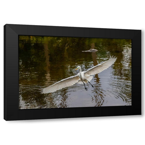 Male Great egret flying-Merritt Island National Wildlife Refuge-Florida Black Modern Wood Framed Art Print with Double Matting by Jones, Adam