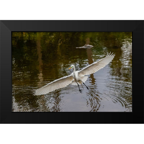 Male Great egret flying-Merritt Island National Wildlife Refuge-Florida Black Modern Wood Framed Art Print by Jones, Adam