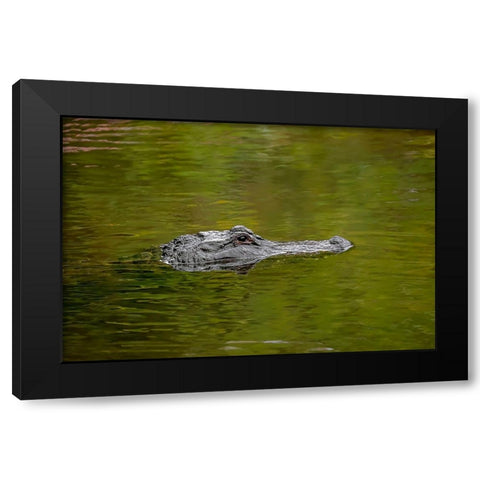 American alligator-Merritt Island National Wildlife Refuge-Florida Black Modern Wood Framed Art Print by Jones, Adam