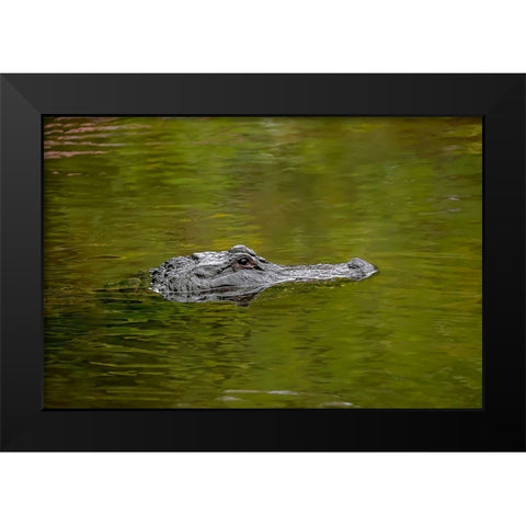 American alligator-Merritt Island National Wildlife Refuge-Florida Black Modern Wood Framed Art Print by Jones, Adam