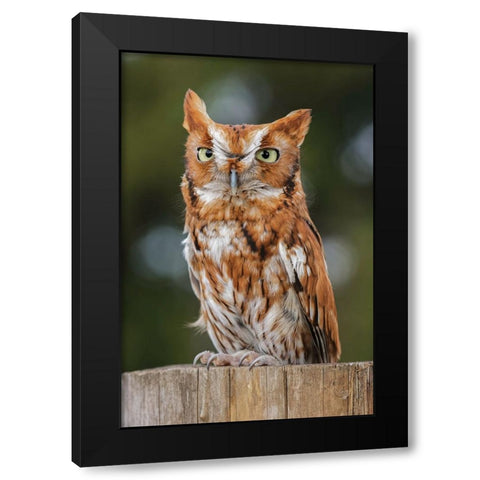 Eastern screech owl-Florida Black Modern Wood Framed Art Print by Jones, Adam