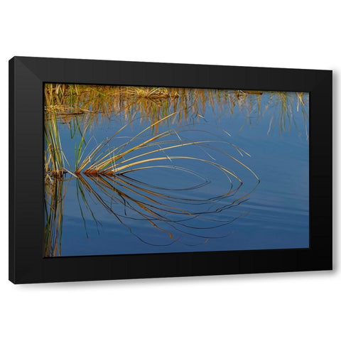 Golden reeds reflecting on still water-Lake Apopka Wildlife Drive-Apopka-Florida Black Modern Wood Framed Art Print by Jones, Adam