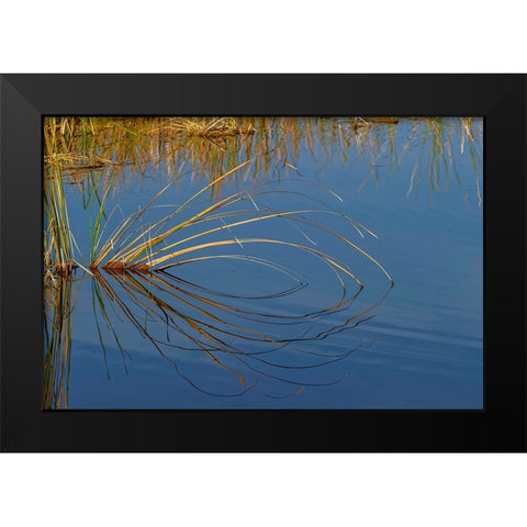 Golden reeds reflecting on still water-Lake Apopka Wildlife Drive-Apopka-Florida Black Modern Wood Framed Art Print by Jones, Adam