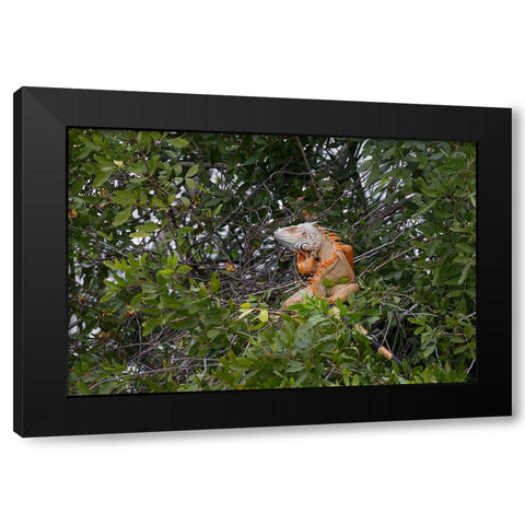Large Green iguana-an invasive species in Florida Black Modern Wood Framed Art Print by Jones, Adam