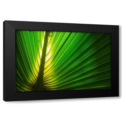Florida-Backlit Palm Tree Leaf Black Modern Wood Framed Art Print by Miller, Anna