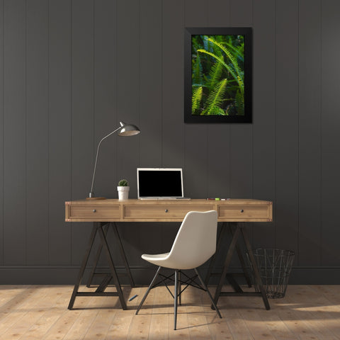 Florida-Ferns Black Modern Wood Framed Art Print by Miller, Anna